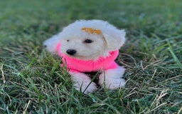 Bichon Frise dogs for sale: Miss Oakley - Image 3