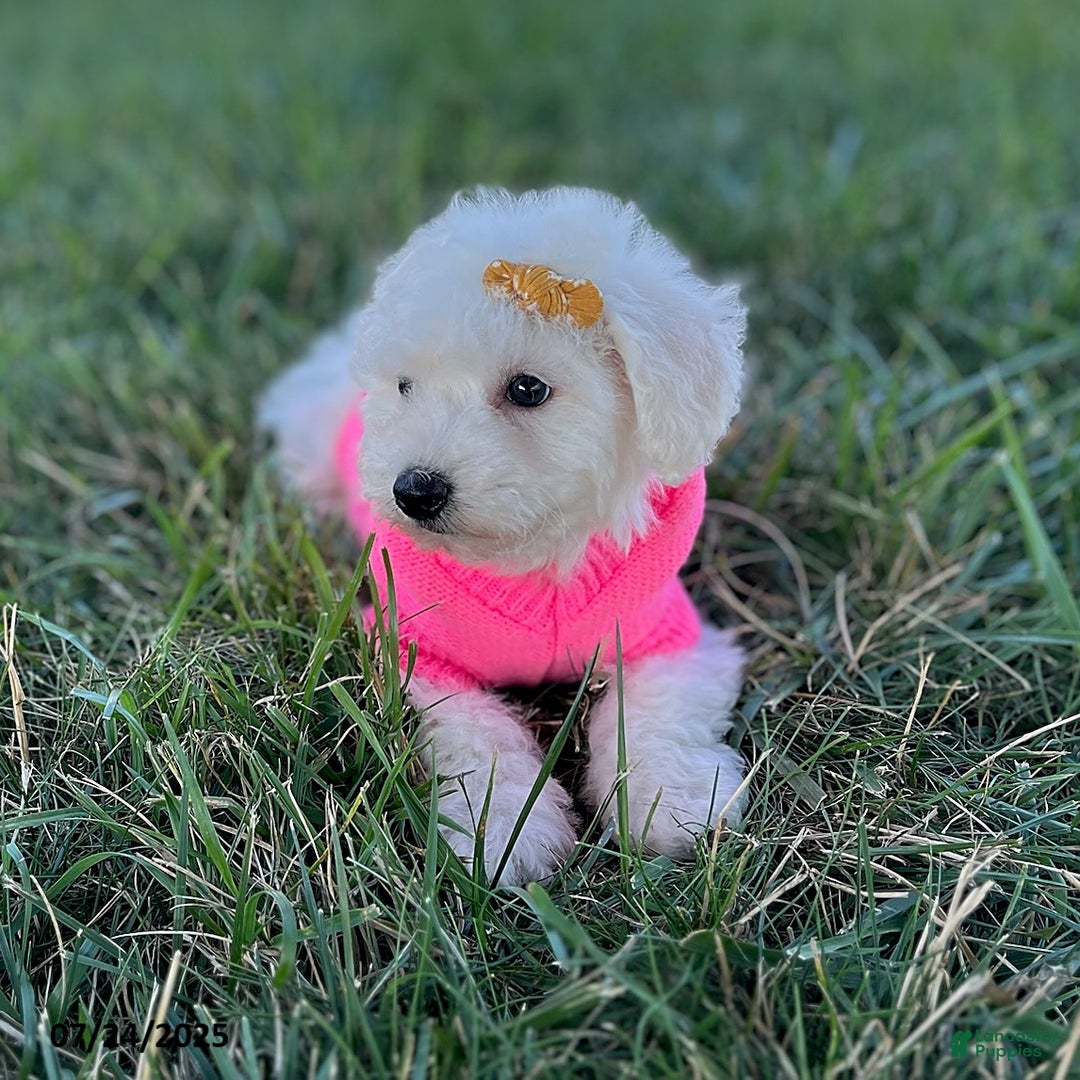 Bichon Frise dogs for sale: Miss Oakley - Image 3