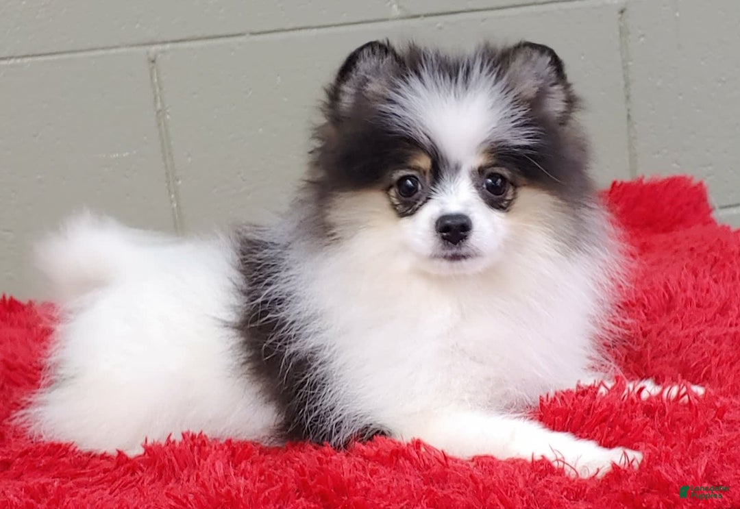 Pomeranian dogs for sale: Topper - Image 9