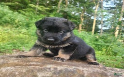 German Shepherd dogs for sale: Kai - Image 14