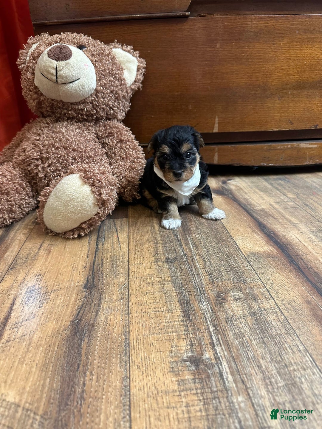 Yorkiepoo dogs for sale: Bandit - Image 6