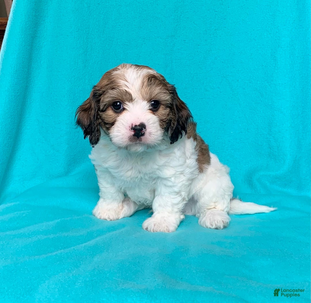 Cavachon dogs for sale: Brody - Image 3
