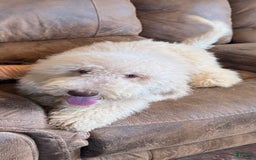 Goldendoodle dogs for sale: Gorgeous Creme Doodle - Image 6