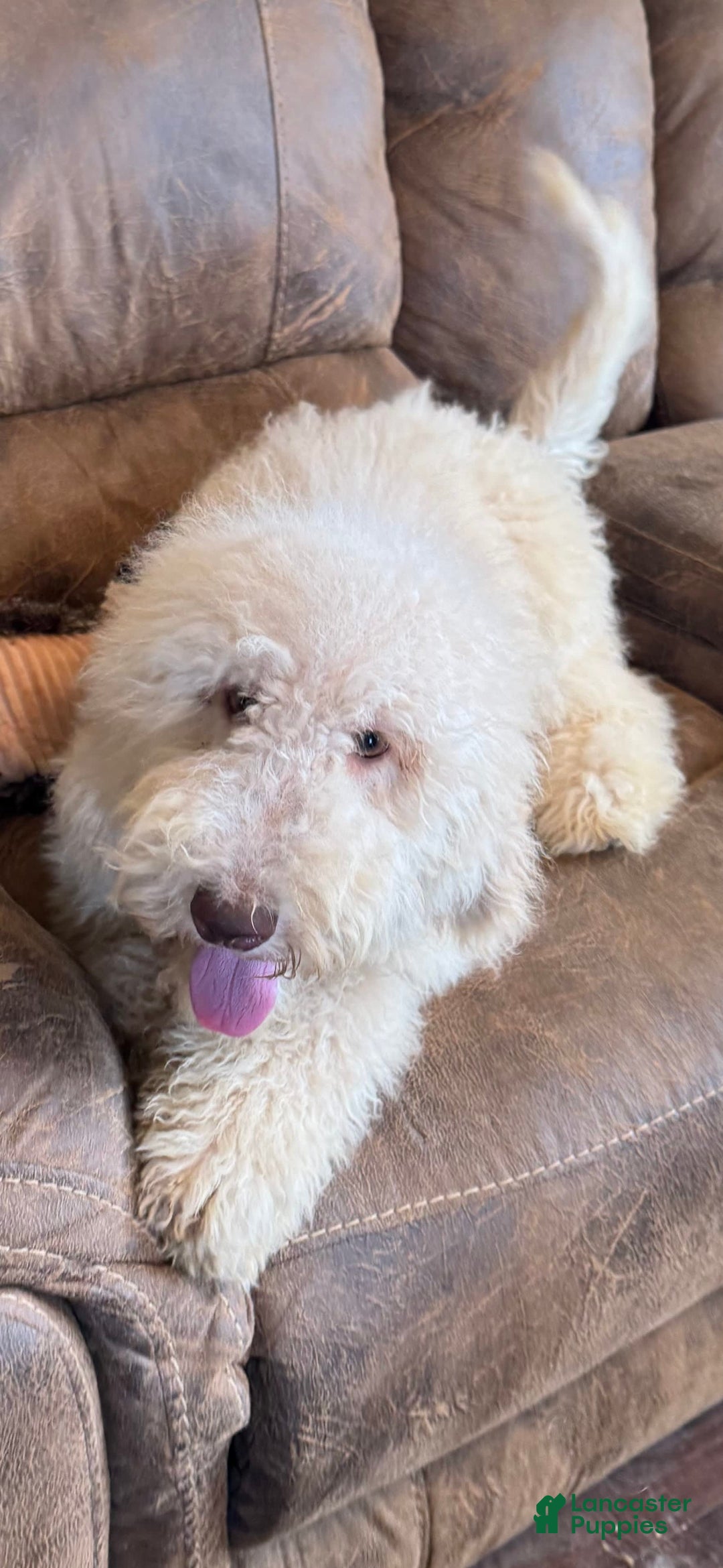 Goldendoodle dogs for sale: Gorgeous Creme Doodle - Image 6