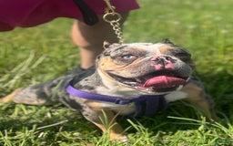 American Bully dogs for sale: Clavi - Image 7