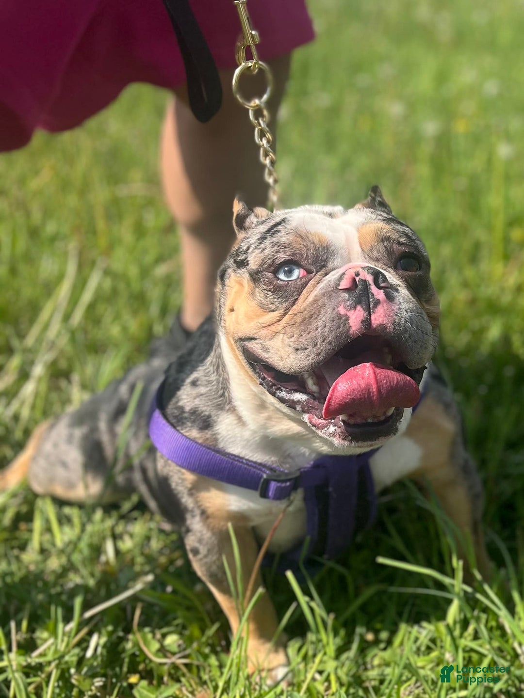 American Bully dogs for sale: Clavi - Image 7