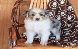 Miniature Australian Shepherd dogs for sale: Teddy - Image 4