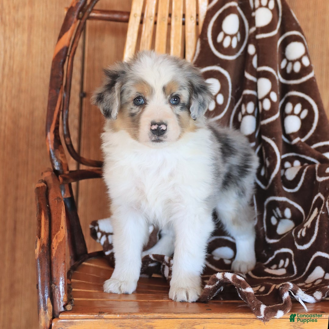 Miniature Australian Shepherd dogs for sale: Teddy - Image 4