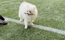 Pomeranian dogs for sale: Adam - Image 5