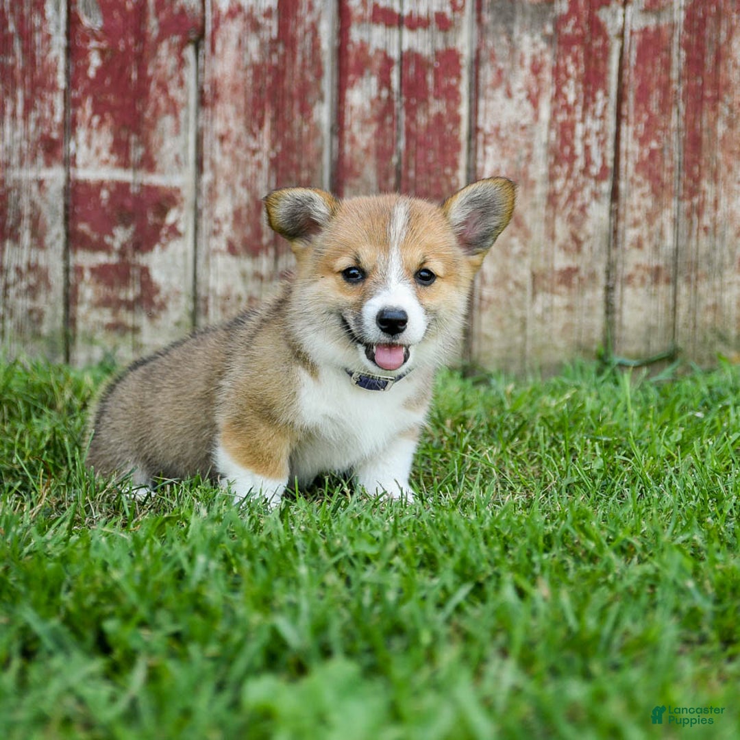 Welsh Corgi Pembroke dogs for sale: Welsh Corgi (Pembroke) 8 puppies - Image 3