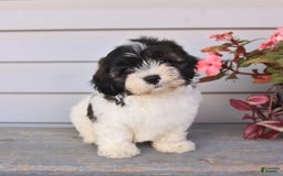 Teddy Bear dogs for sale: Lonnie - Image 5