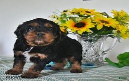Cavapoo dogs for sale: Nick - Image 1