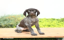 German Shorthaired Pointer dogs for sale: Jasmine - Image 1