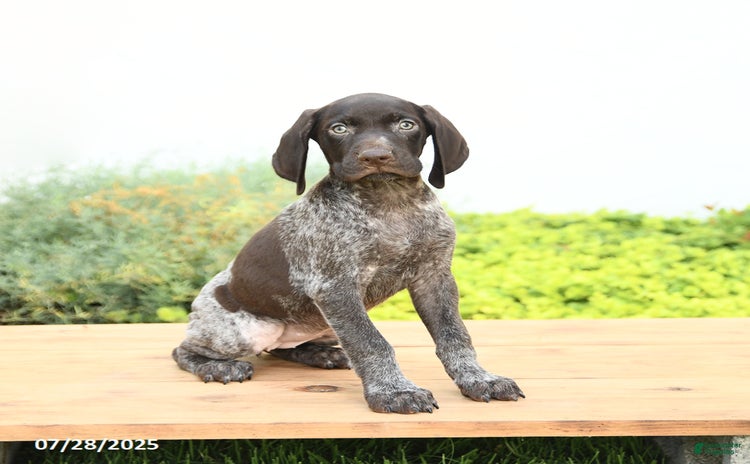 German Shorthaired Pointer dogs for sale - Ad 3