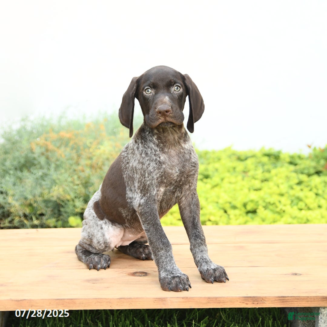 German Shorthaired Pointer dogs for sale: Jasmine - Image 1