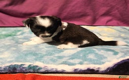 Chihuahua dogs for sale: Mani - Image 5