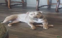 American Bully dogs for sale: Socks - Image 124