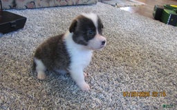 American Corgi dogs for sale: Brindle - Image 5