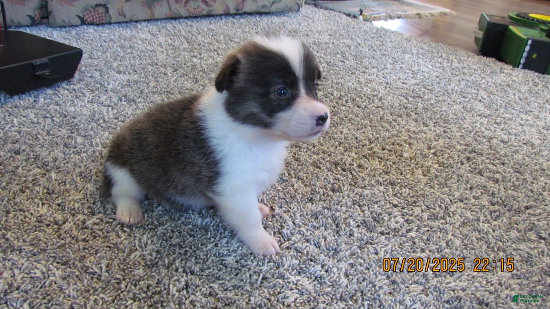 American Corgi dogs for sale: Brindle - Image 5