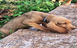 Bloodhound dogs for sale: Light Blue - Image 2