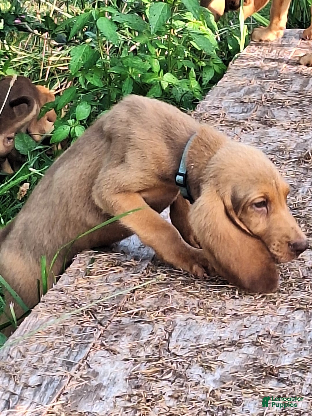 Bloodhound dogs for sale: Light Blue - Image 2