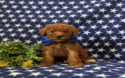 Mini Goldendoodle dogs for sale: Keefer Genetic Testing - Image 1
