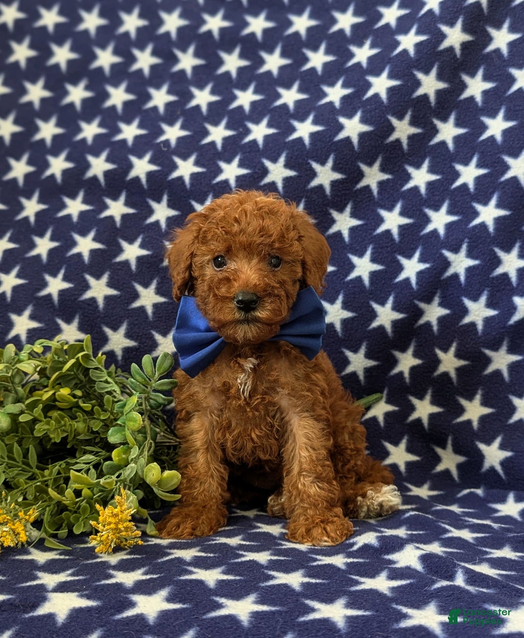 Mini Goldendoodle dogs for sale: Keefer Genetic Testing - Image 1