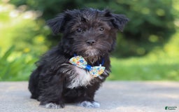 Morkie dogs for sale: Cooper - Image 4