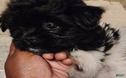 Shih Tzu dogs for sale: Armani - Image 4