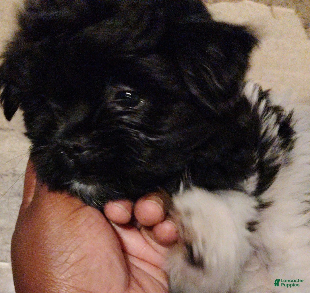 Shih Tzu dogs for sale: Armani - Image 4
