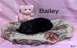 German Shepherd dogs for sale: Bailey - Image 2