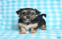 Morkie dogs for sale: Gizmo - Image 1