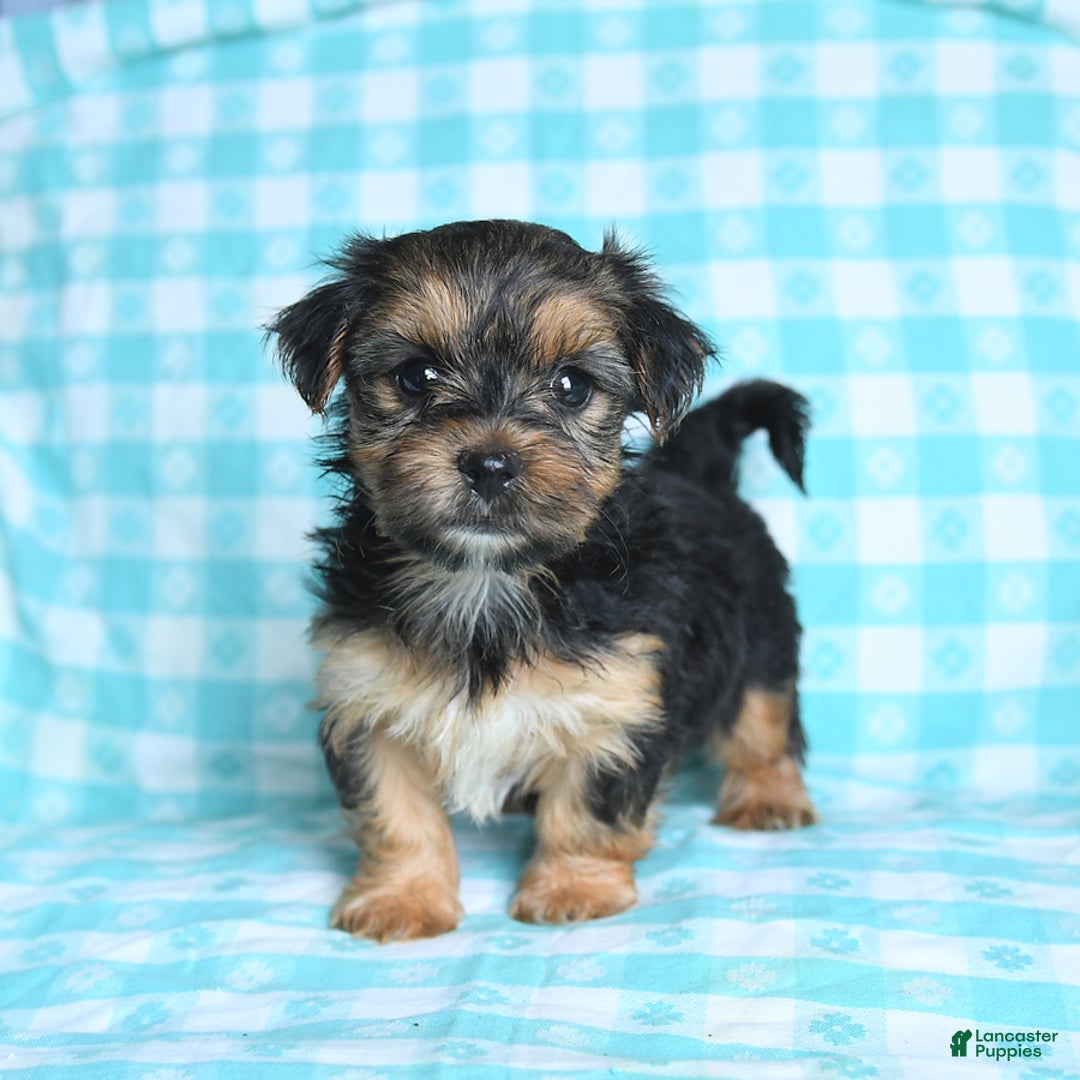 Morkie dogs for sale: Gizmo - Image 1