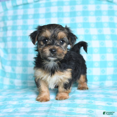 Morkie dogs for sale - Ad 2