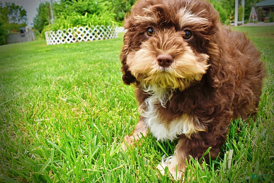 Havapoo dogs for sale: Roxy - Image 16