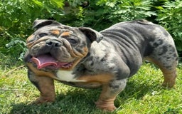 English Bulldog dogs for sale: Storm - Image 1