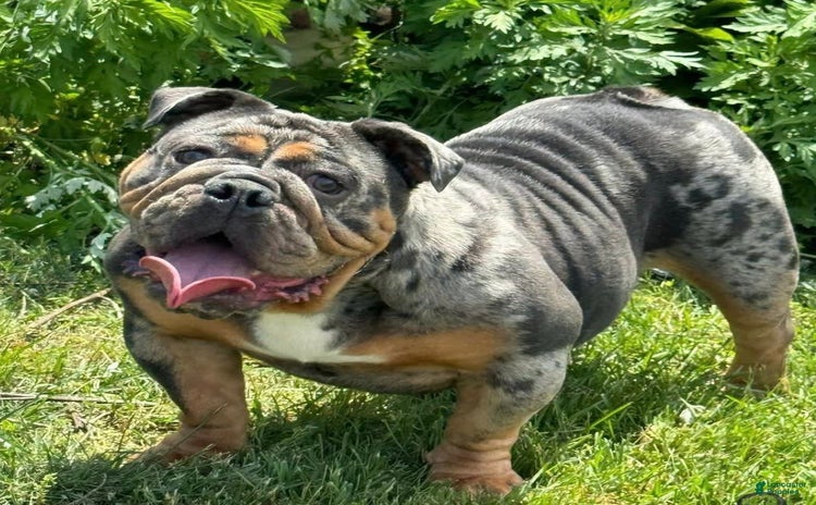 English Bulldog dogs for sale - Ad 1