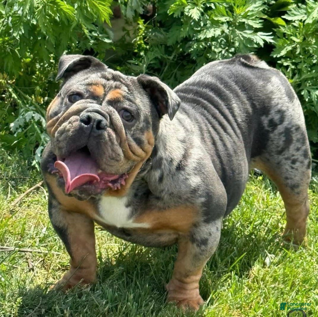 English Bulldog dogs for sale: Storm - Image 1
