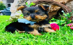 Yorkshire Terrier dogs for sale: Mozart - Image 2