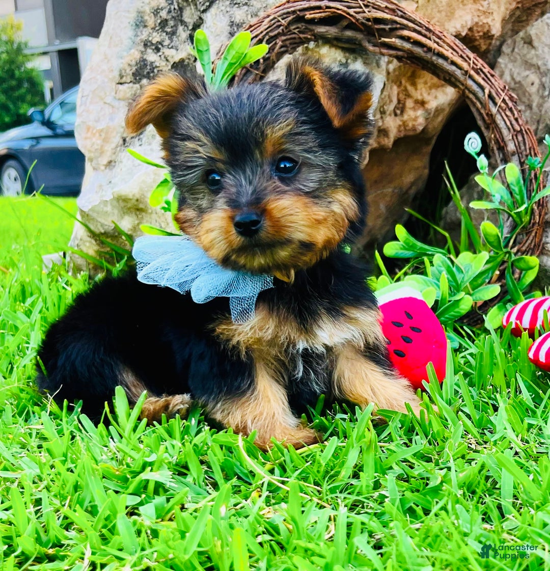 Yorkshire Terrier dogs for sale: Mozart - Image 2