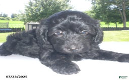 Yorkiepoo dogs for sale: Manny - Image 24