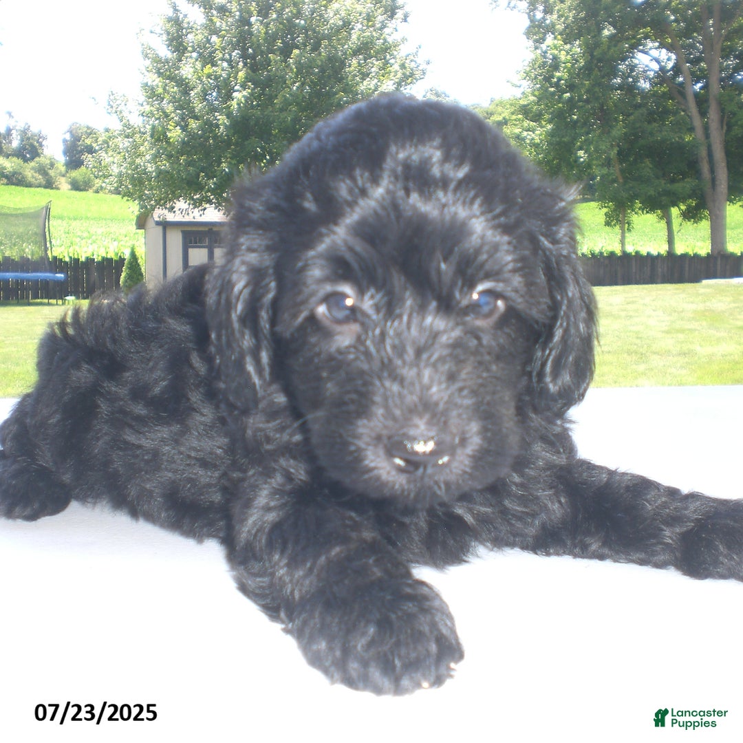 Yorkiepoo dogs for sale: Manny - Image 24