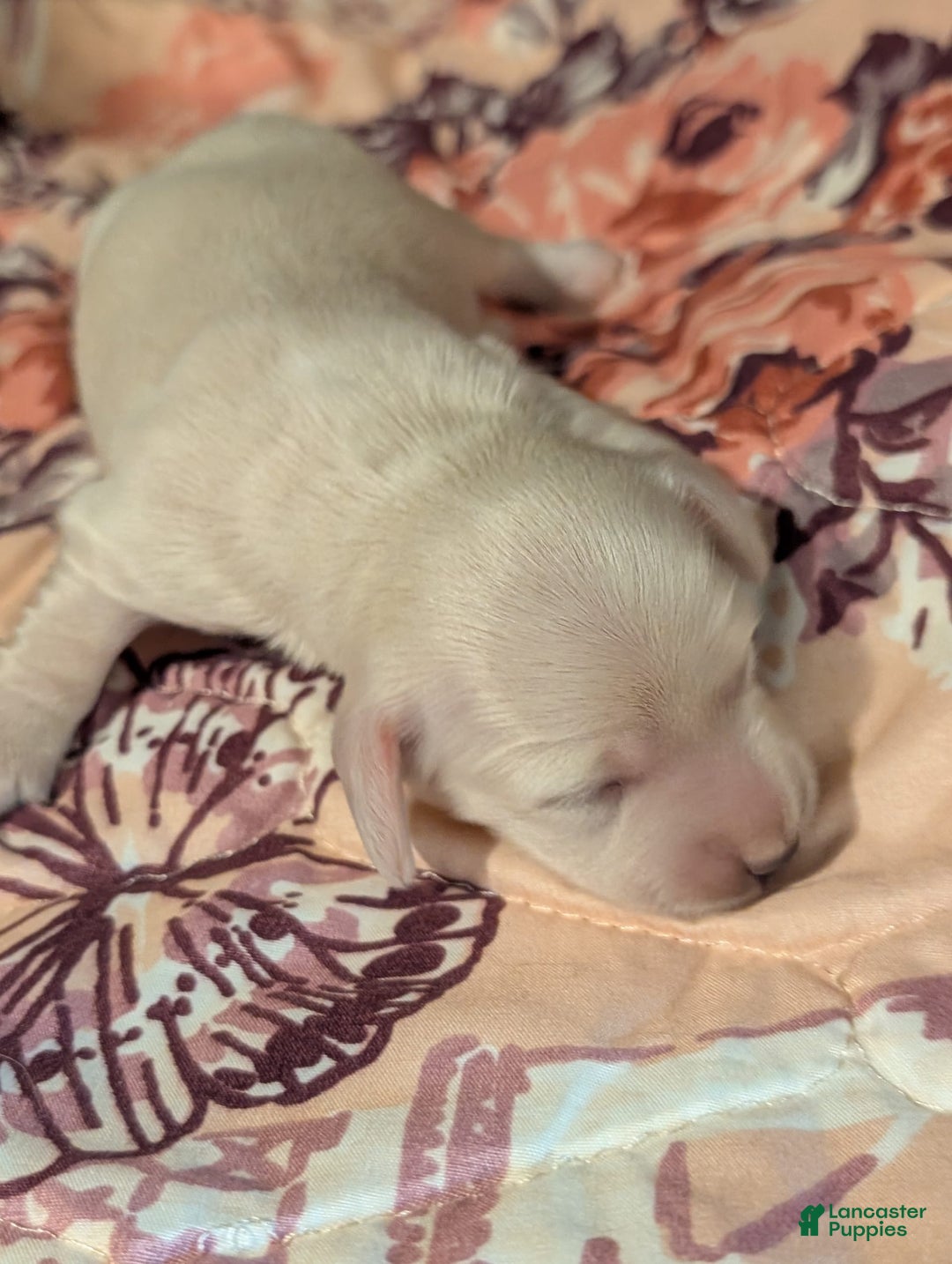 Miniature Dachshund dogs for sale: Berry Moon - Image 9
