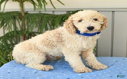 Cavapoo dogs for sale: Princess - Image 25