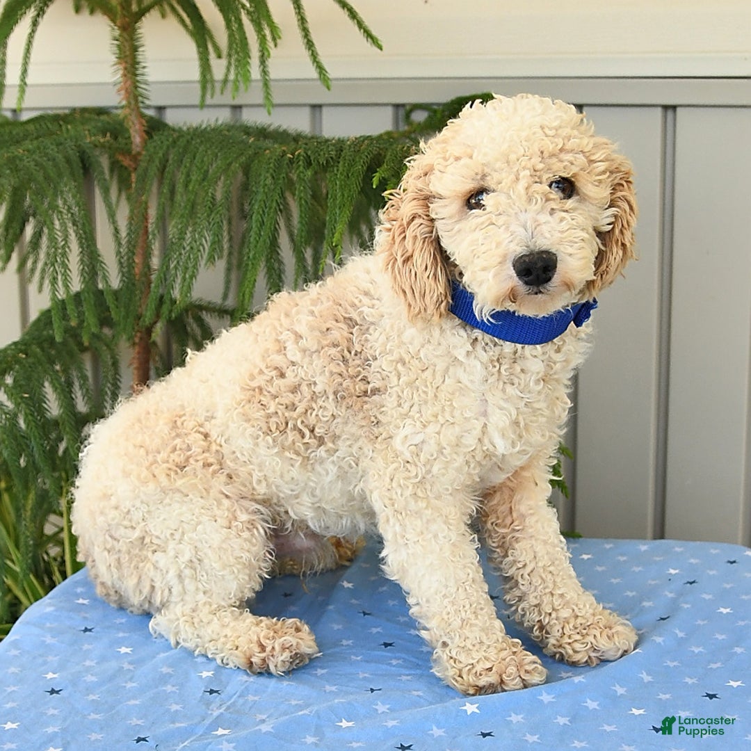 Cavapoo dogs for sale: Princess - Image 25