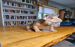 French Bulldog dogs for sale: Bully - Image 2
