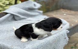 Cavalier King Charles Spaniel dogs for sale: Cody - Image 5
