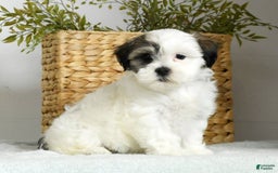 Teddy Bear dogs for sale: Willa - Image 9