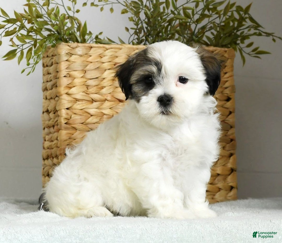 Teddy Bear dogs for sale: Willa - Image 9