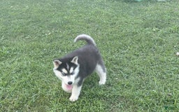 Siberian Husky dogs for sale: Tortuga - Image 10